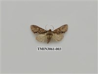 藏品(夜蛾808)的圖片